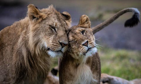 Learn: Guide to Kenya