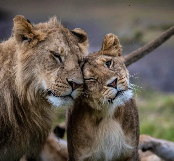 Lions in the Maasai Mara ecosystem, Kenya