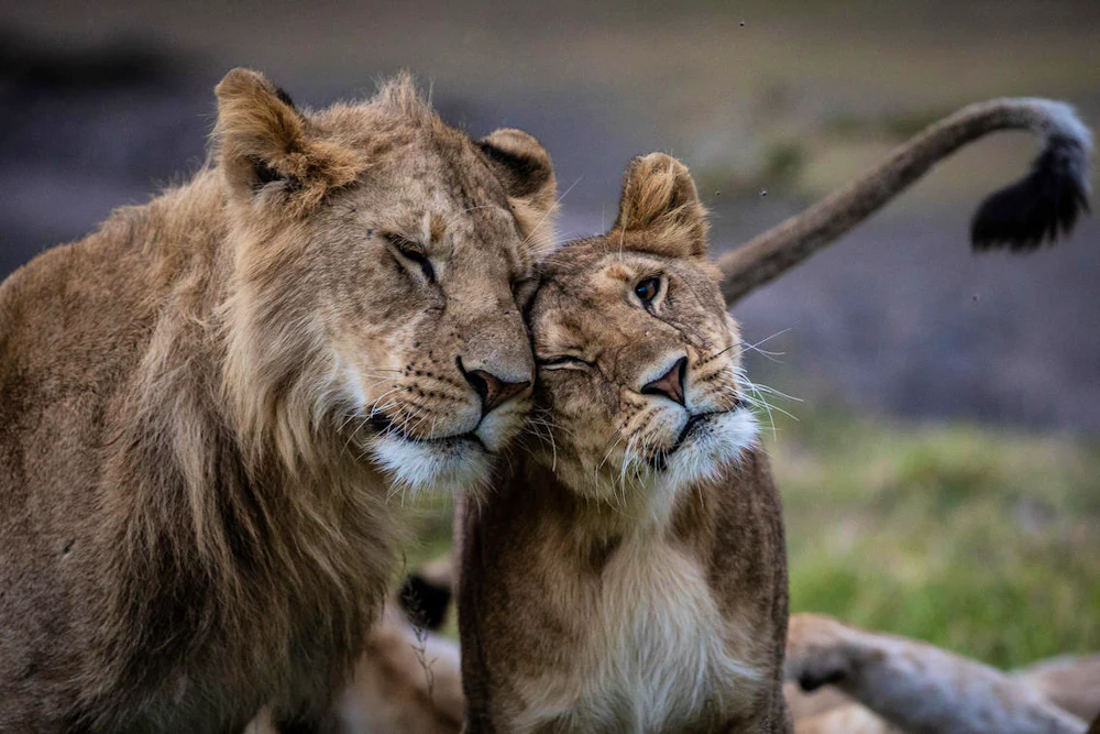 Lions in the Olare Motorogi Conservancy near the Maasai Mara, Kenya