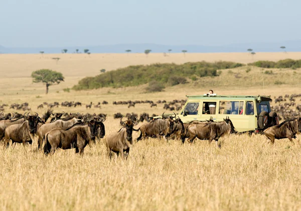 A safari vehicle among wildebeest on the plains of the Naboisho Conservancy, Kenya