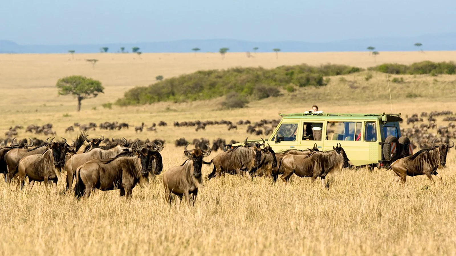 Open savanna in the Mara Naboisho Conservancy, Kenya