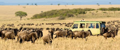 Discover the Masai Mara