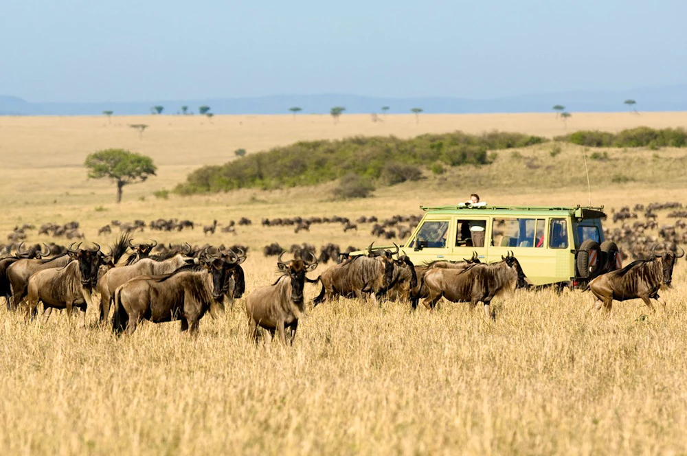 Open grasslands in Mara Naboisho Conservancy, Kenya