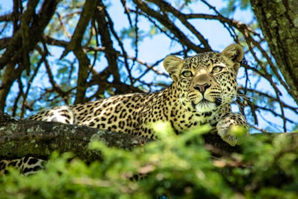 Mara Plains Camp