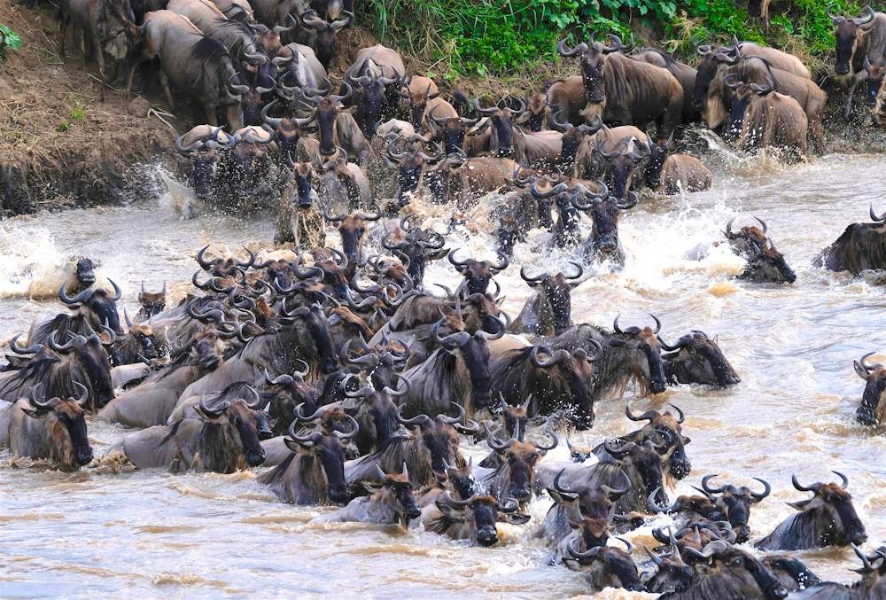 Wildebeest crossing the Mara River in the northern Serengeti, Tanzania