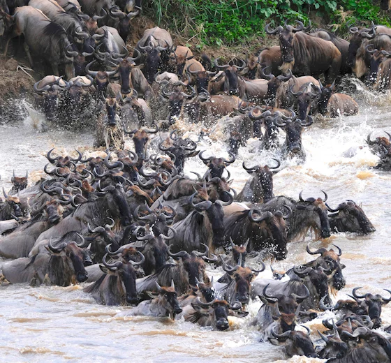 Wildebeest plunging across the Mara River in the northern Serengeti, Tanzania
