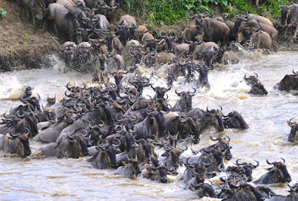 Mara River Post