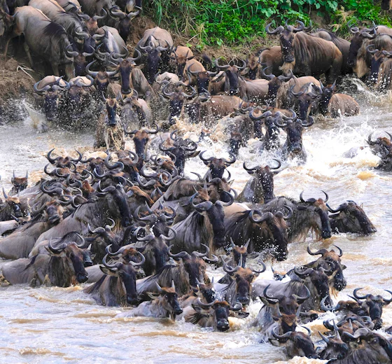 Wildebeest crossing the Mara River in the northern Serengeti