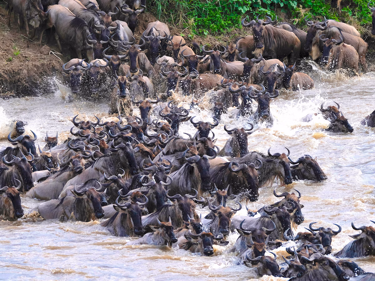 Wildebeest plunging across the Mara River in the northern Serengeti, Tanzania