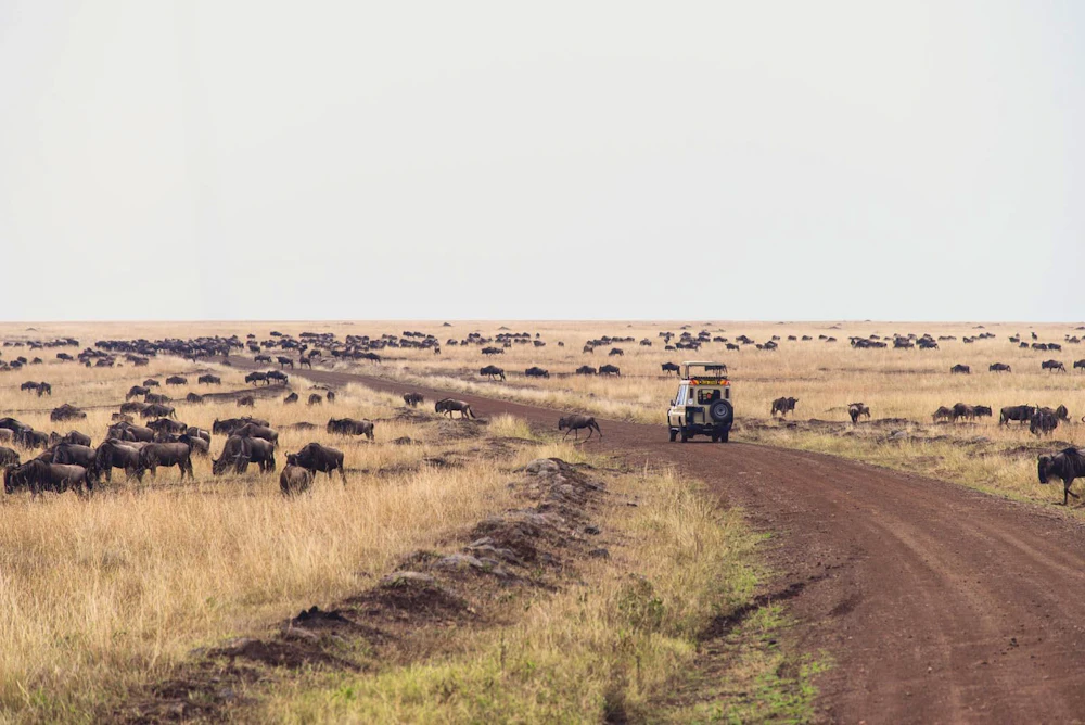 The rolling grass plains of the Maasai Mara at golden hour, Kenya