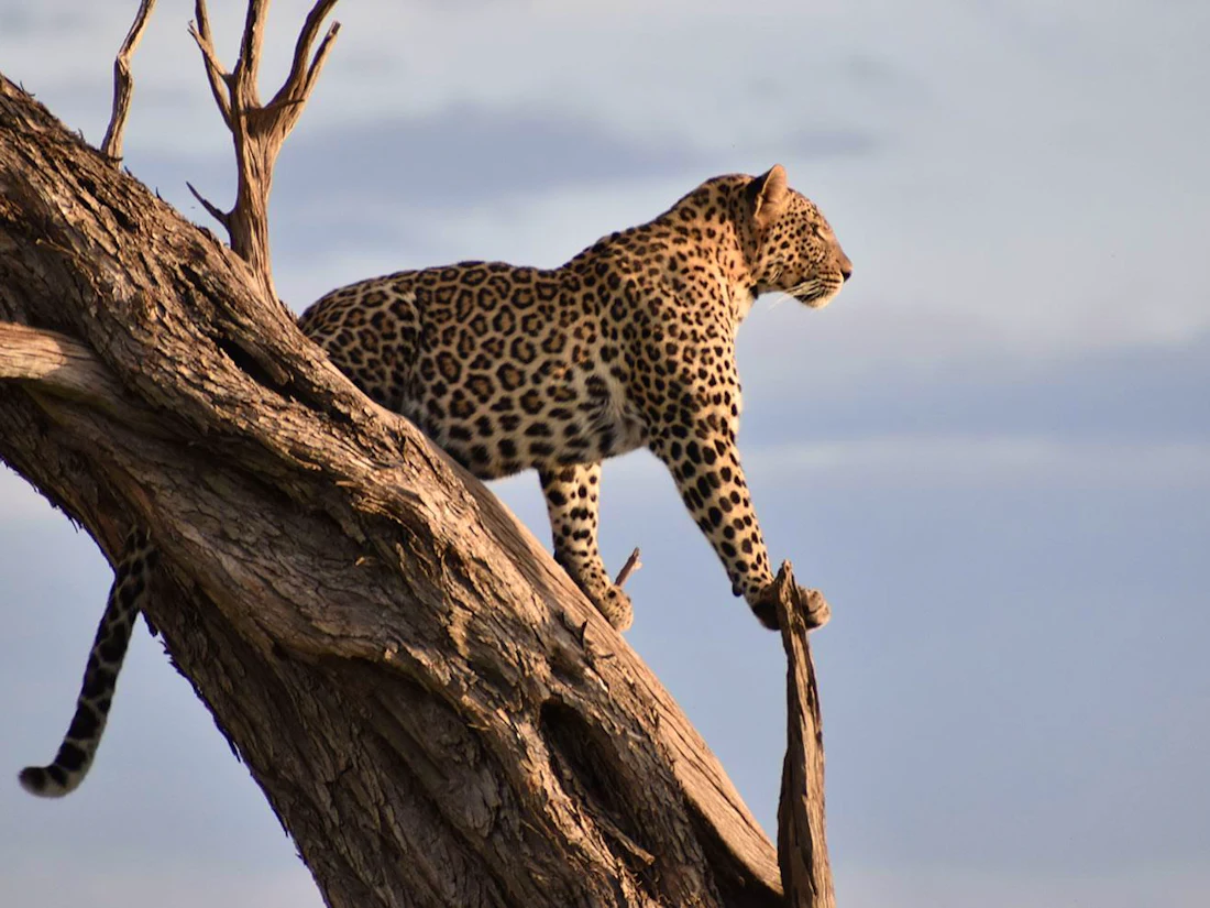 Mara Serena Safari Lodge, Maasai Mara Triangle