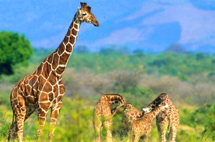 Meru National Park, Kenya