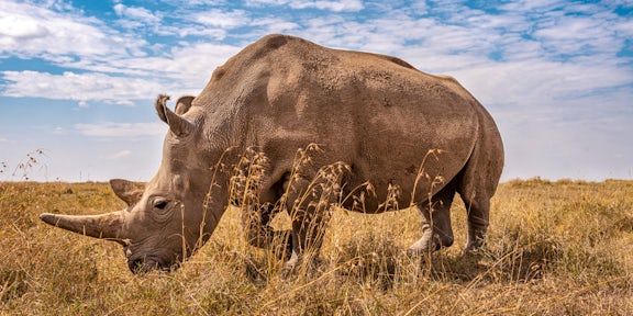 Ol Pejeta Bush Camp