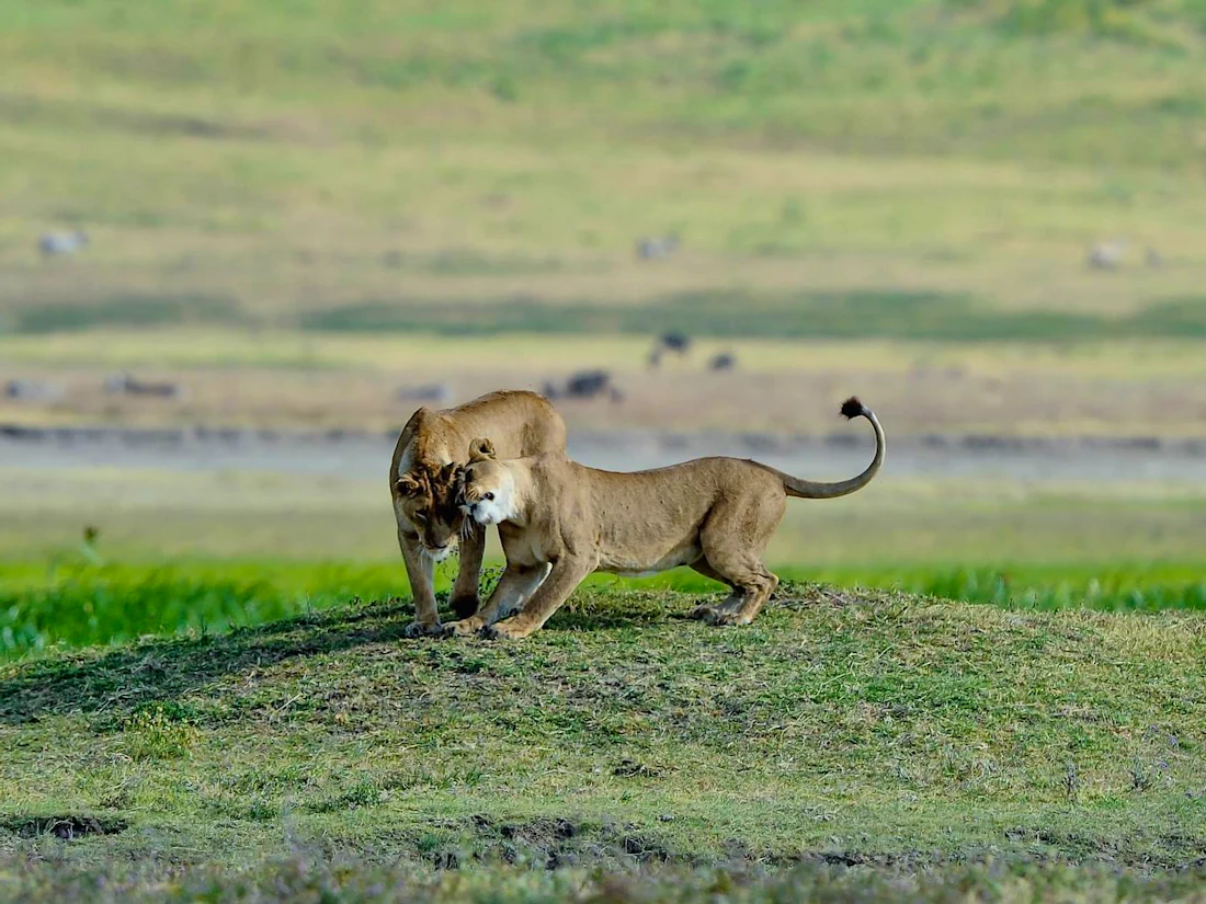 Ngorongoro Serena Safari Lodge, Ngorongoro Crater
