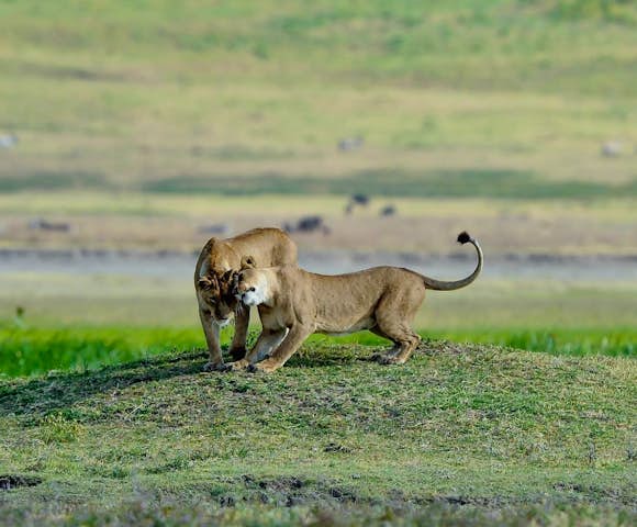 Ngorongoro Serena Safari Lodge