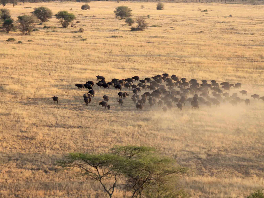 Nimali Central Serengeti, Central Serengeti