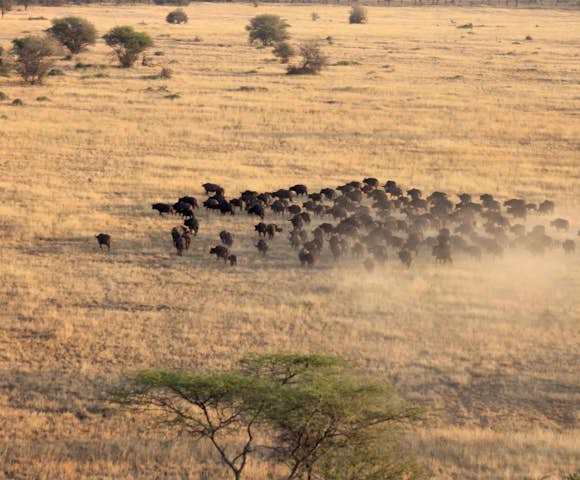Nimali Central Serengeti