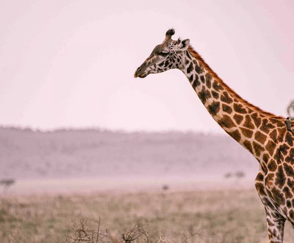 Nimali Central Serengeti