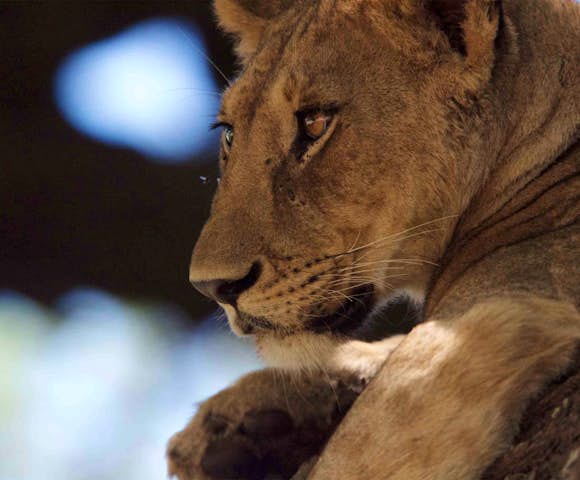 Nimali Central Serengeti