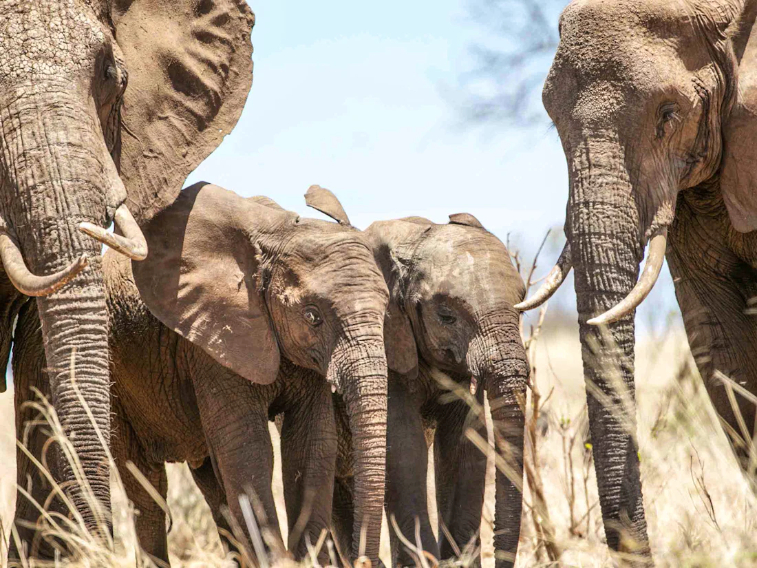 Nimali Central Serengeti, Central Serengeti