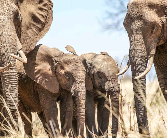 Nimali Central Serengeti
