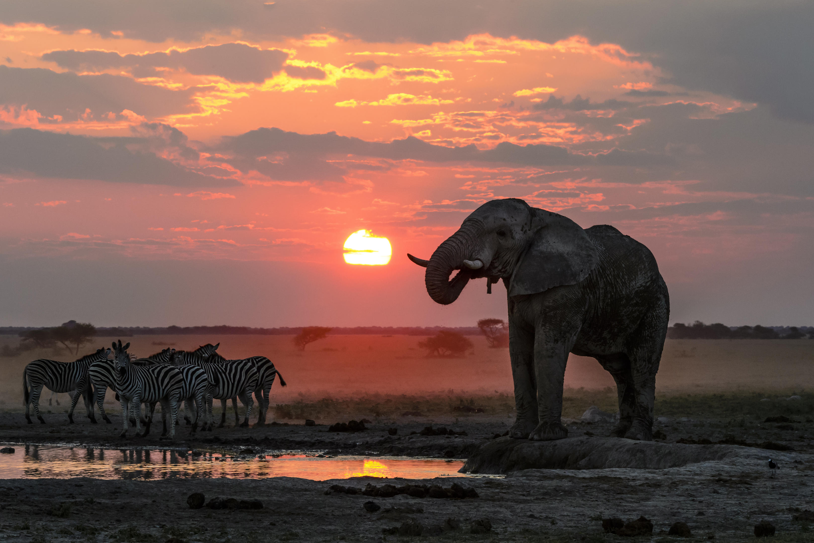 Wildlife at a waterhole in Nxai Pan