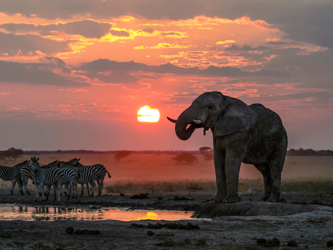 Wildlife at a waterhole in Nxai Pan