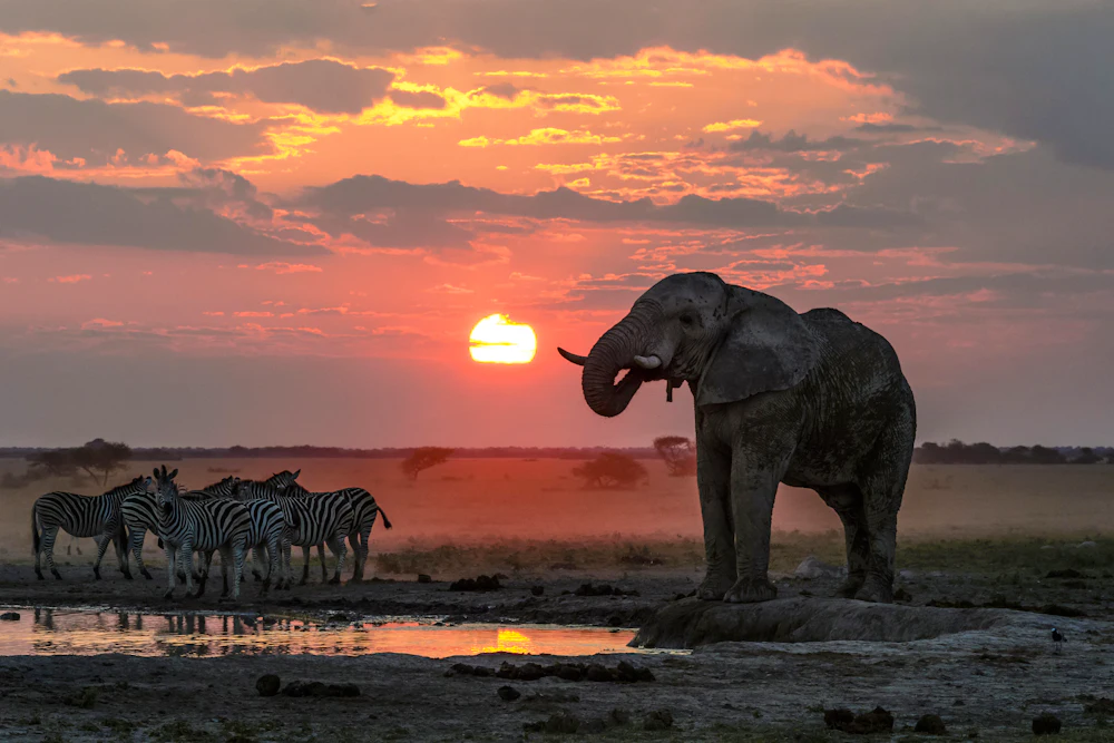 An elephant and a herd of zebra at a waterhole under a fiery sunset in Nxai Pan, Botswana