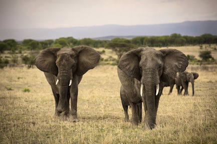 Amboseli National Park