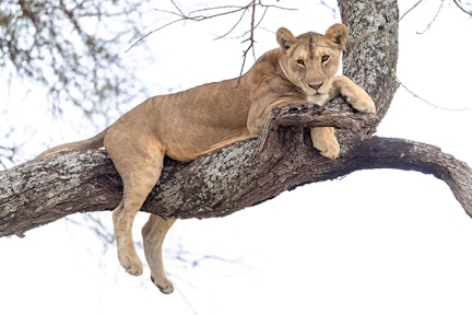 Tanzania Safari & Beach