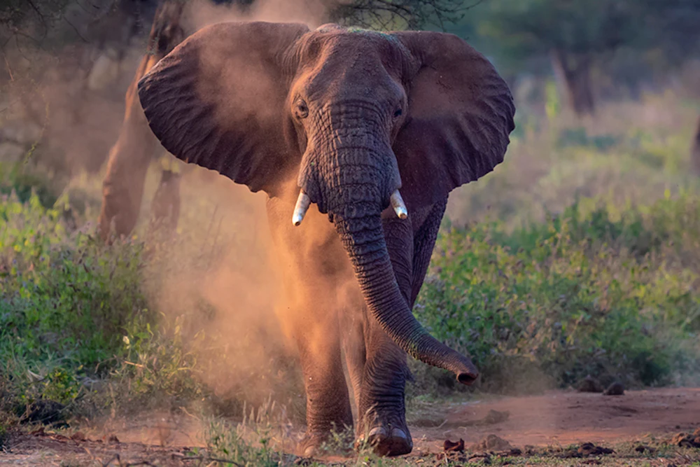 An elephant kicking up dust in Tarangire National Park, Tanzania