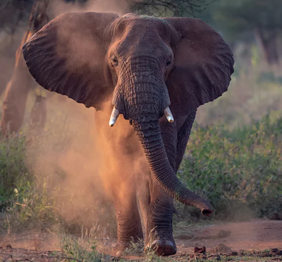 An elephant kicking up red dust in Tarangire National Park, Tanzania