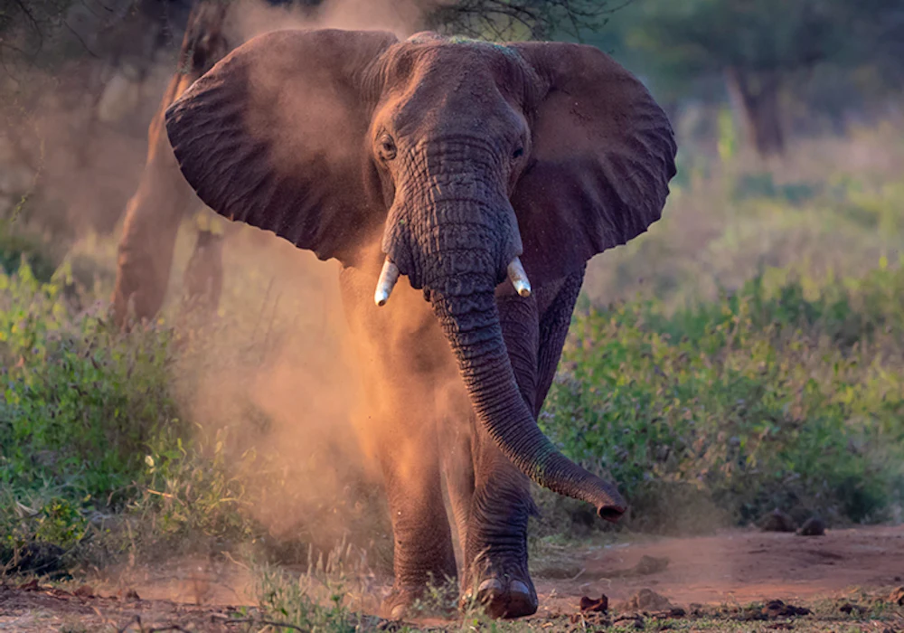 Elephant beside Oliver's Camp in Tarangire, Tanzania