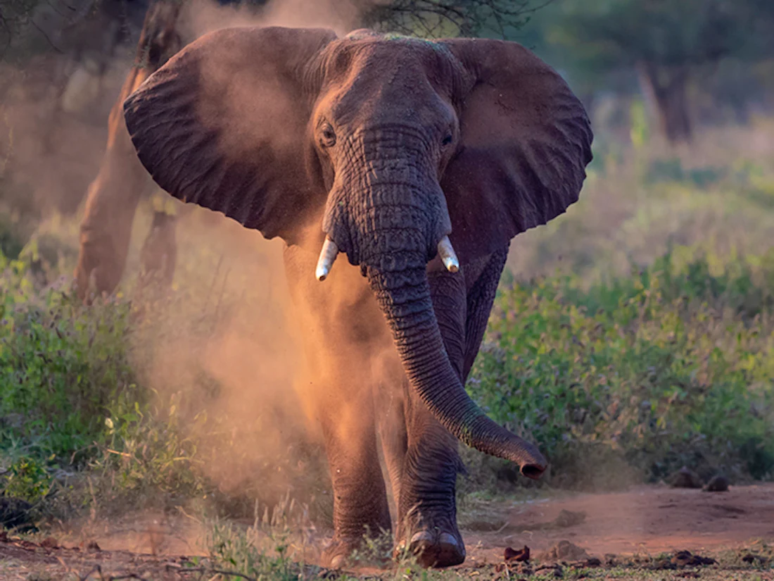 An elephant moving through Tarangire National Park