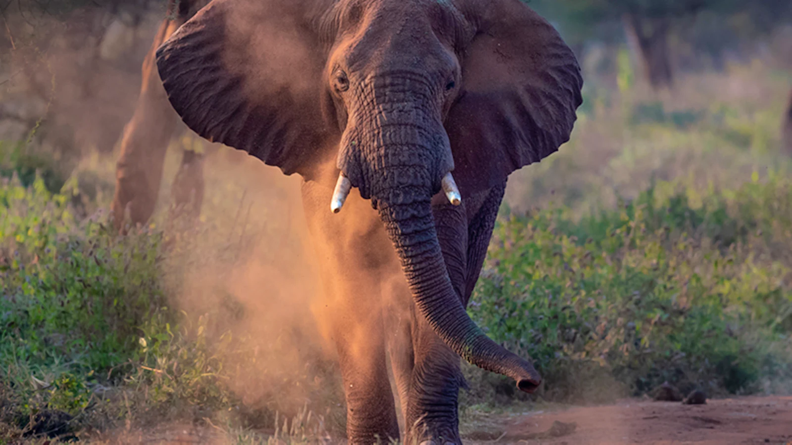 Elephant kicking up red dust in Tarangire National Park