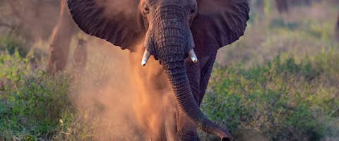 Luxury Tanzania Safari Circuit