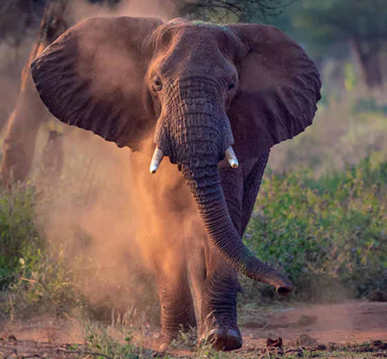An elephant in Tarangire National Park, Tanzania