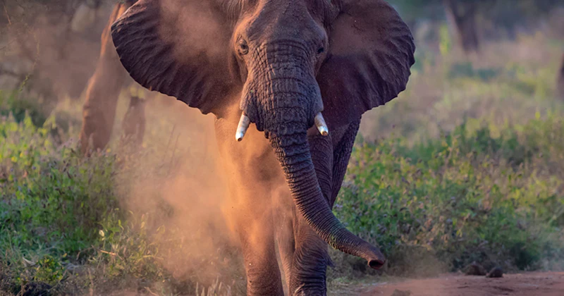 Luxury Tanzania Safari Circuit