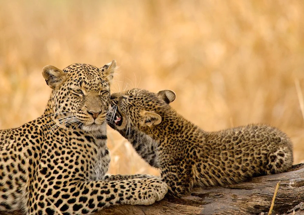 A leopard and her cub on a fallen log in Tarangire, Tanzania