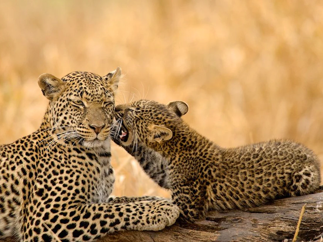 Oliver's Camp, Tarangire National Park