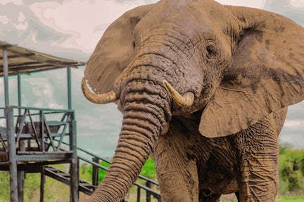 Porini Amboseli Camp