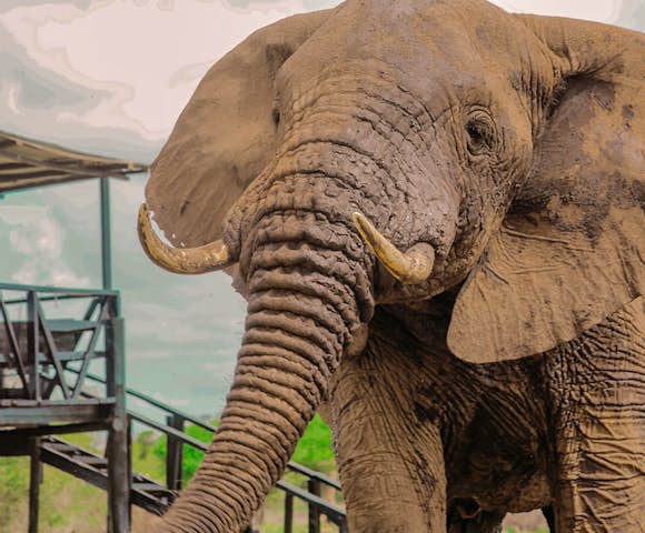 Porini Amboseli Camp