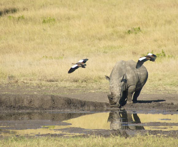 Porini Rhino Camp