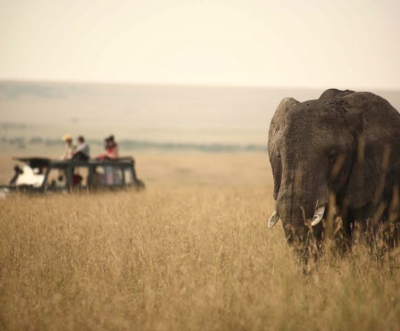Elephant and vehicle on savannah, Maasai Mara