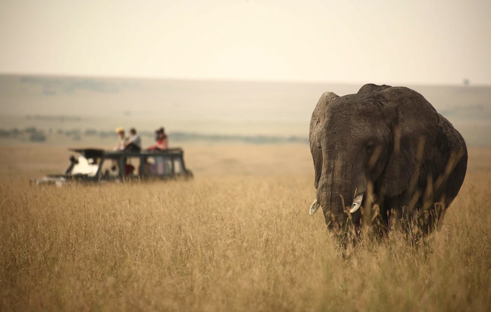 Guests watching wildlife from a safari vehicle in the Maasai Mara, Kenya