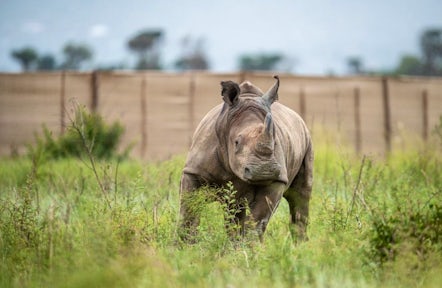 New Rhino Residents