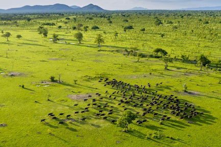 Buffaloes in Selous Game Reserve, Tanzania