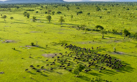 Buffaloes in Selous Game Reserve, Tanzania