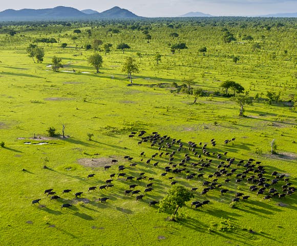 Selous Game Reserve: Africa's Ultimate Safari Destination