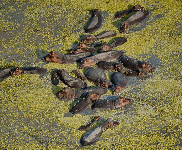Hippos in the Selous Game Reserve, Tanzania